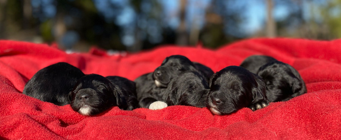 Border Collie Puppies by Kaigain Kennels in Virginia
