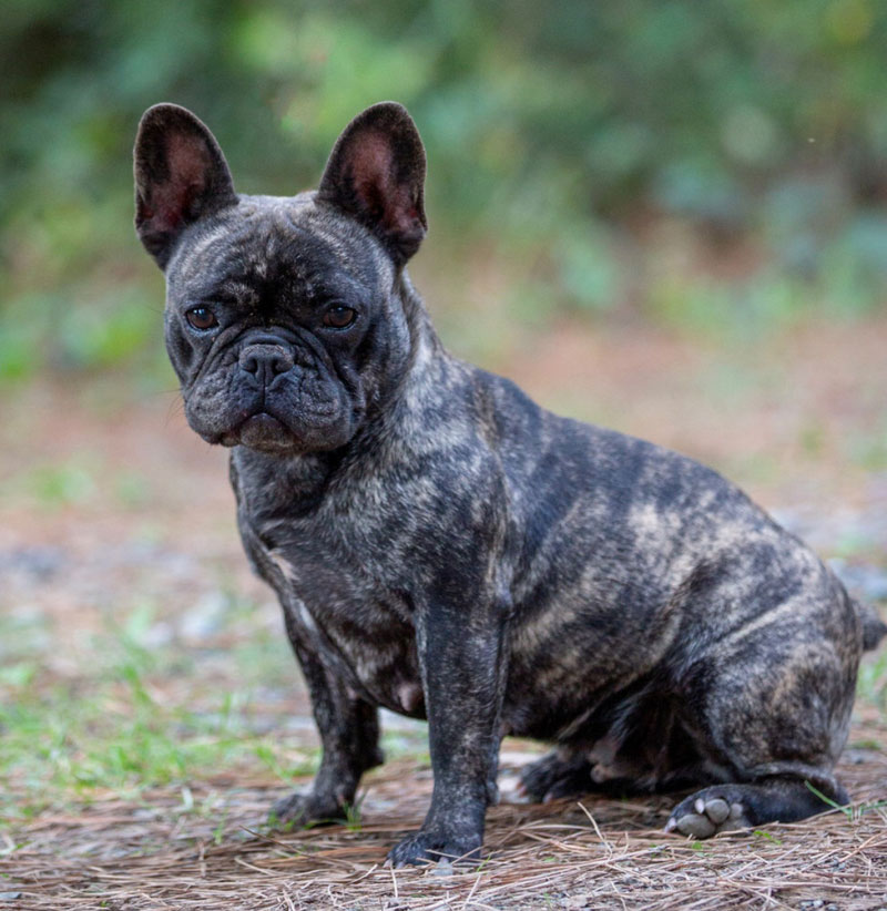 French Bulldog Puppies by Kaigan Kennels in Virginia