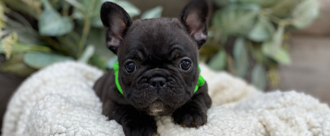 French Bulldog Puppies in Virginia by Kaigan Kennels