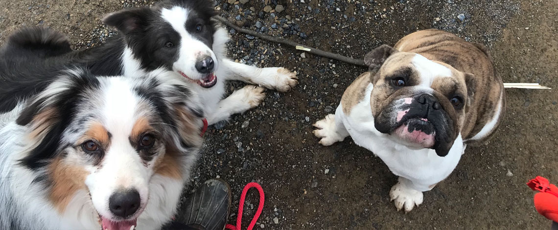 Border Collie Puppies in Northern Virginia