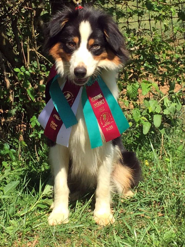 Kaigan Kennel Aussie with Herding Instinct Certification