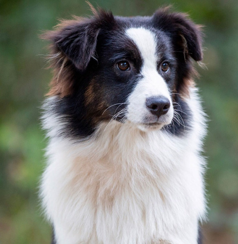 Australian Shepherd Puppies by Kaigan Kennels in Virginia