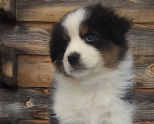 Elegance miljø håber Australian Shepherd Puppies for sale by Kaigan Kennels in Virginia