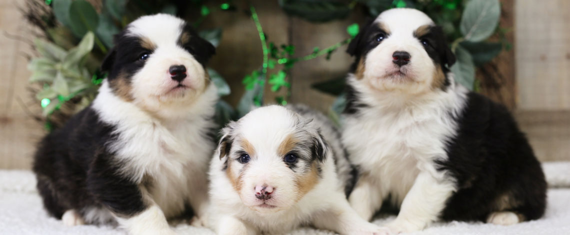 Australian Shepeherd Puppies in Northern Virginia