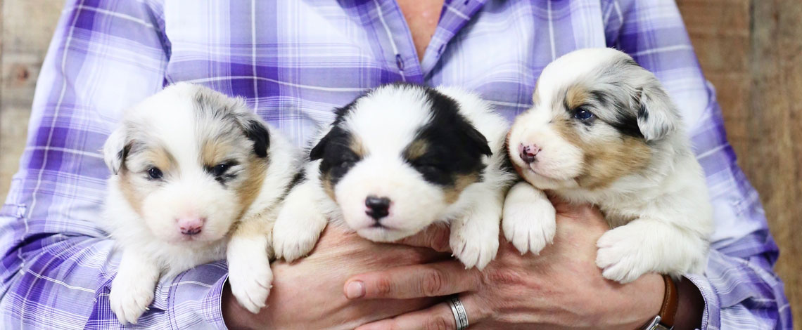 Australian Shepeherd Puppies in Virginia