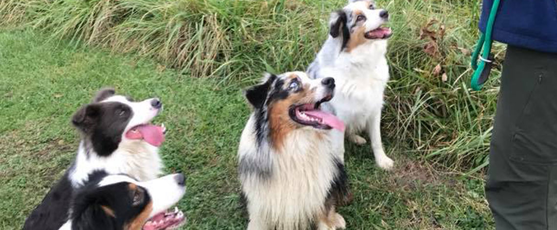 Australian Shepeherd Puppies by Kaigan Kennels in Virginia