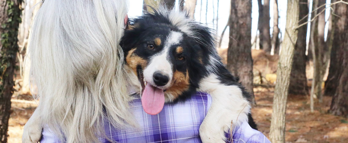 Australian Shepeherd Puppies by Kaigan Kennels