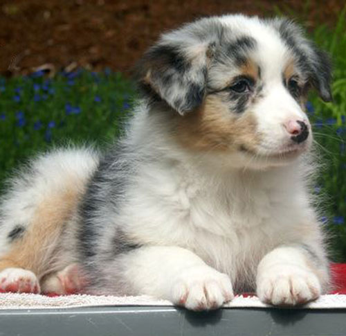 Australian Shepherd Puppy