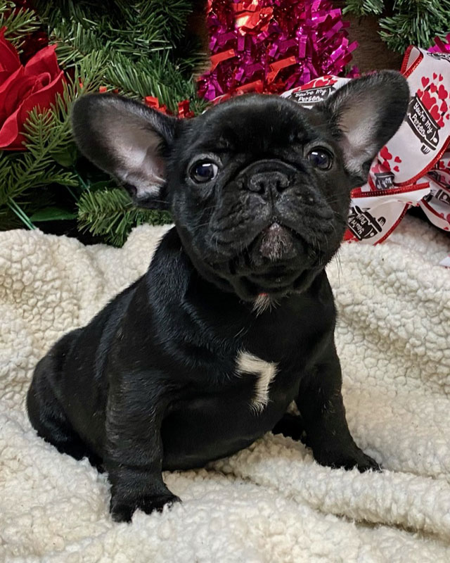 French Bulldog Puppies for sale by Kaigan Kennels in Virginia