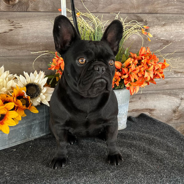 Bibi - AKC French Bulldog