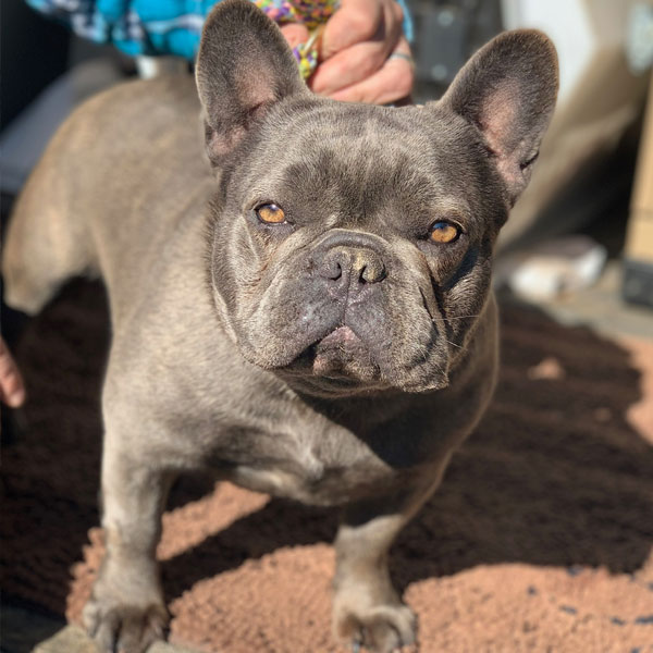 Meet our AKC French Bulldogs Best French Bulldog Lines
