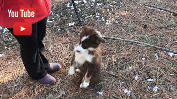 Leash Training at Kaigan Kennels