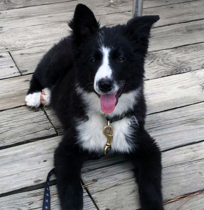 Australian Shepherd Puppies by Kaigan Kennels in Virginia