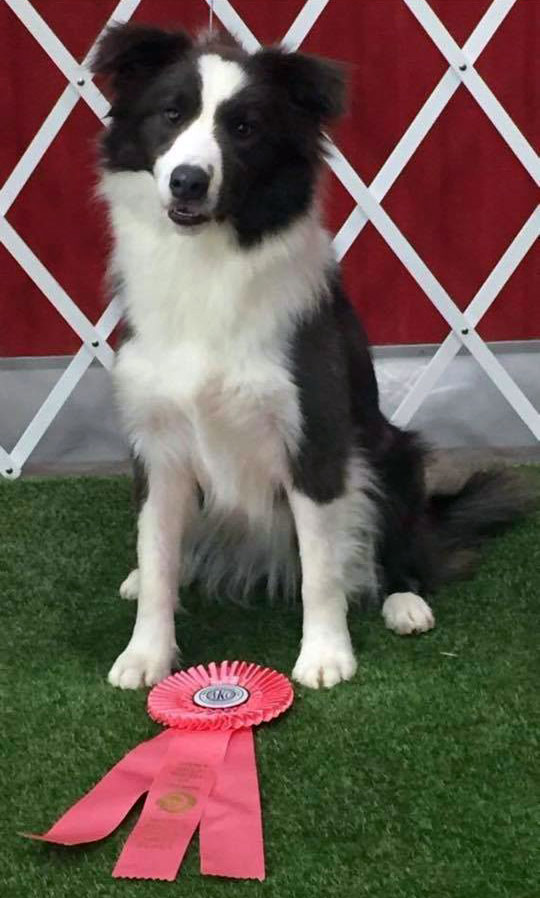 Kaigan Kennel Border Collie with Farm Dog Certification
