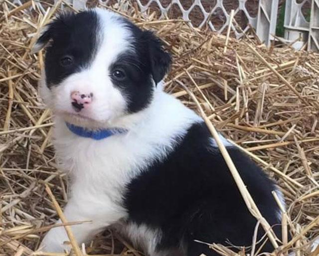 Border Collie Puppies for sale by Kaigan Kennels in Virginia