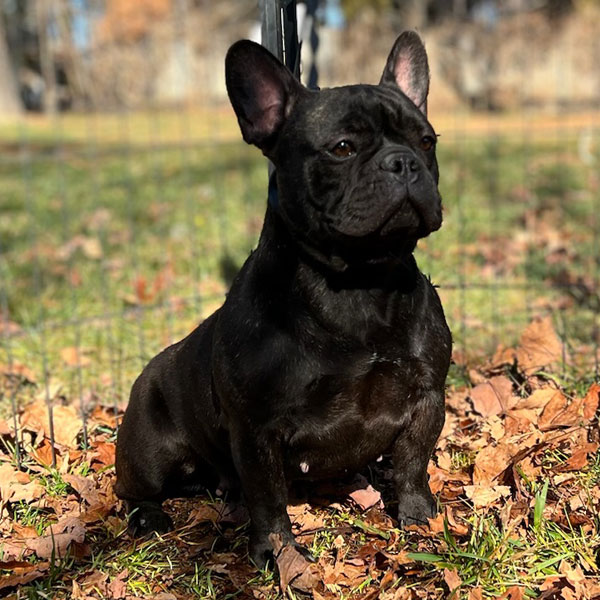 Bug - AKC French Bulldog