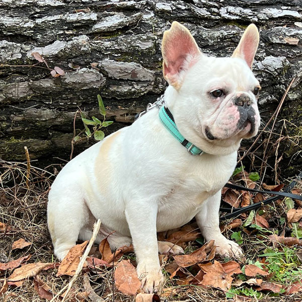 Chip - AKC French Bulldog