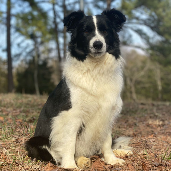 Classy - AKC Border Collie