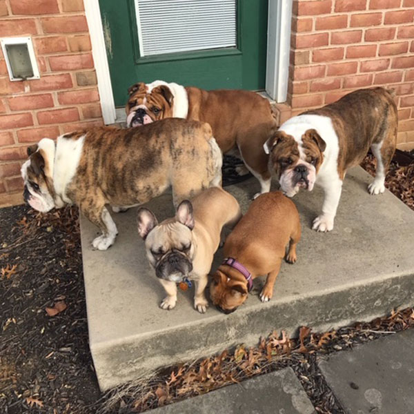Kaigain Kennel Bulldogs Review