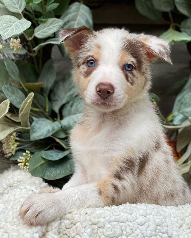 Border Collie Puppies for sale by Kaigan Kennels in Virginia