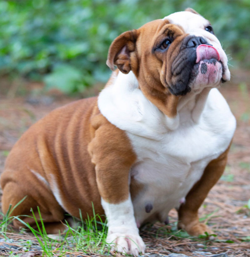 akc bulldog breeders