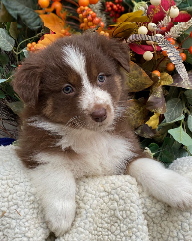 Elegance miljø håber Australian Shepherd Puppies for sale by Kaigan Kennels in Virginia