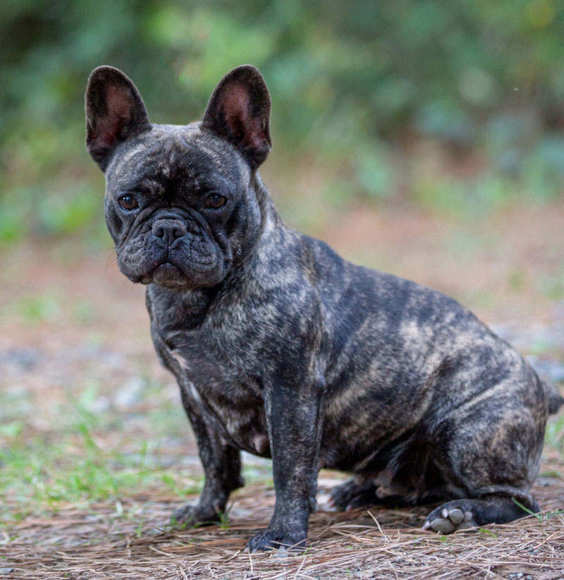 english bulldog aussie mix