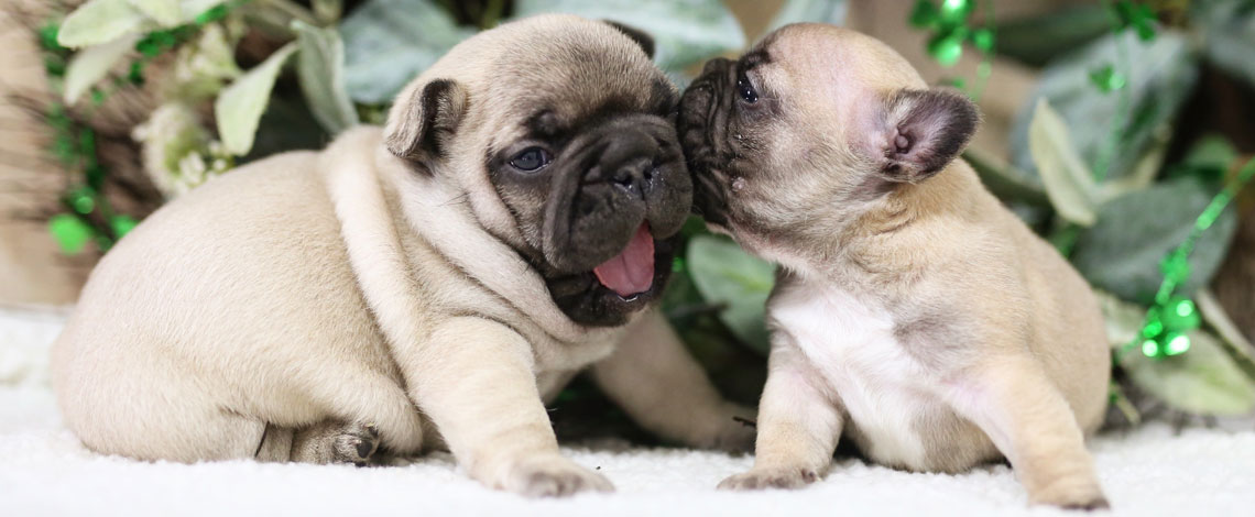 French Bulldog Puppies in Virginia by Kaigan Kennels