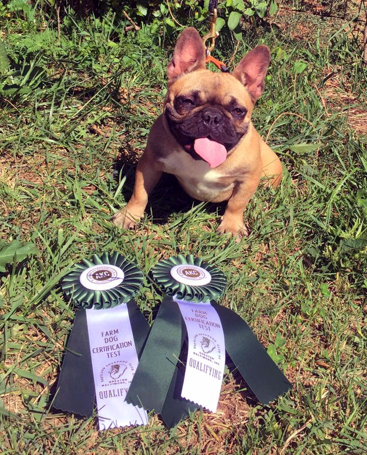 Kaigan Kennel Bulldog with Farm Dog Certification