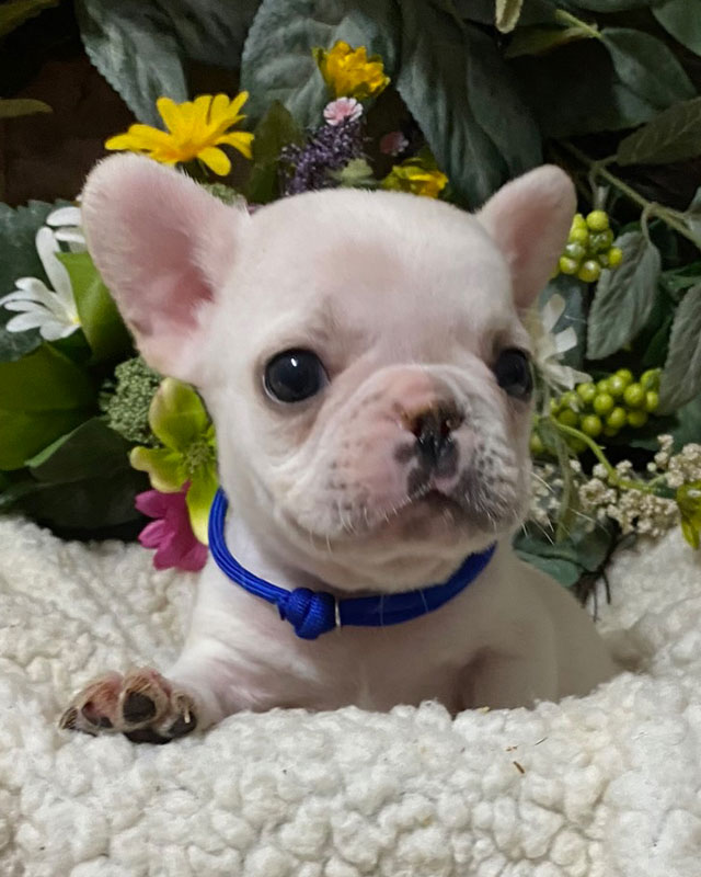 French Bulldog Puppies for sale by Kaigan Kennels in Virginia