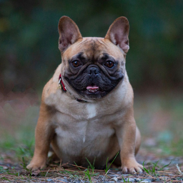 Meet our AKC French Bulldogs Best French Bulldog Lines