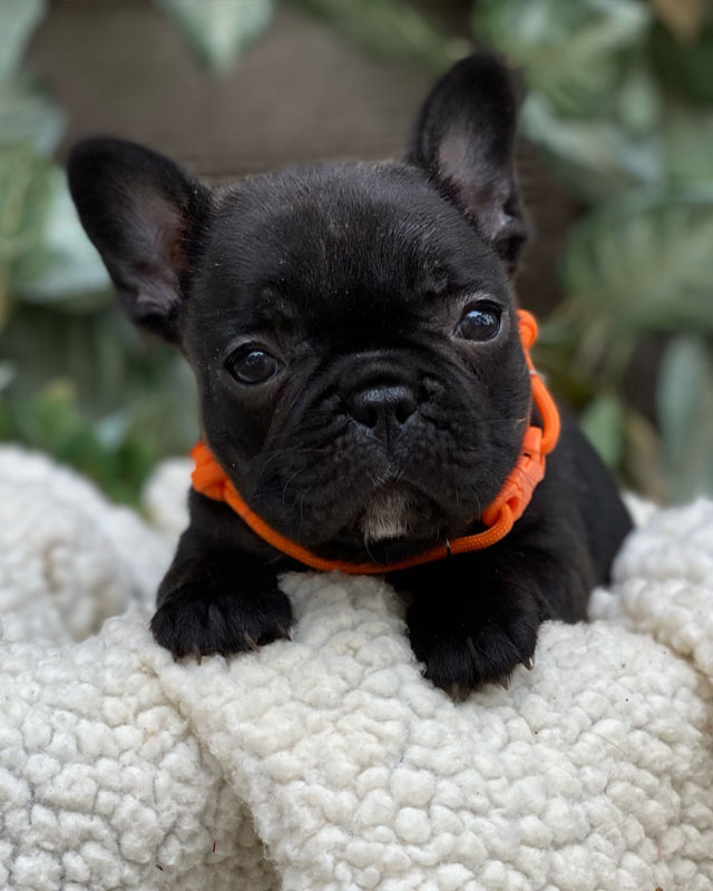 French Bulldog Puppies for sale by Kaigan Kennels in Virginia