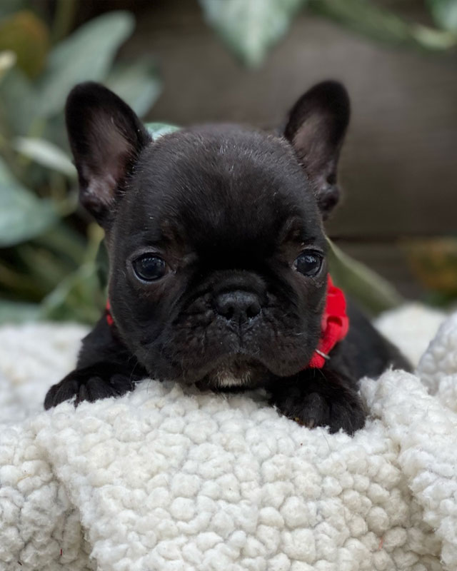 French Bulldog Puppies for sale by Kaigan Kennels in Virginia