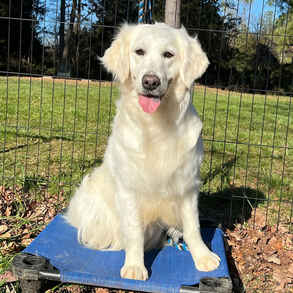 Golden Retriever