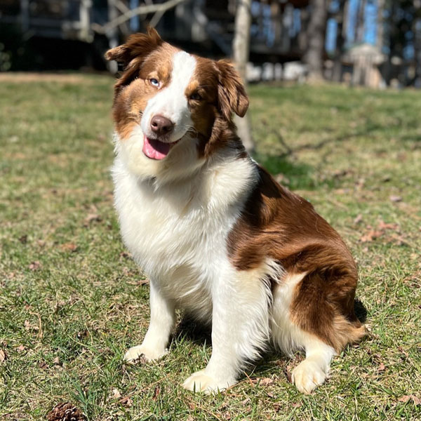 Killian - AKC Australian Shepherd