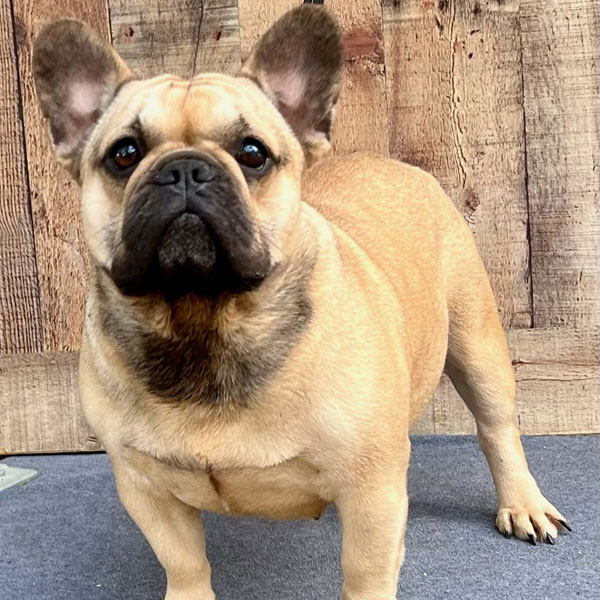 Mabel - AKC French Bulldog