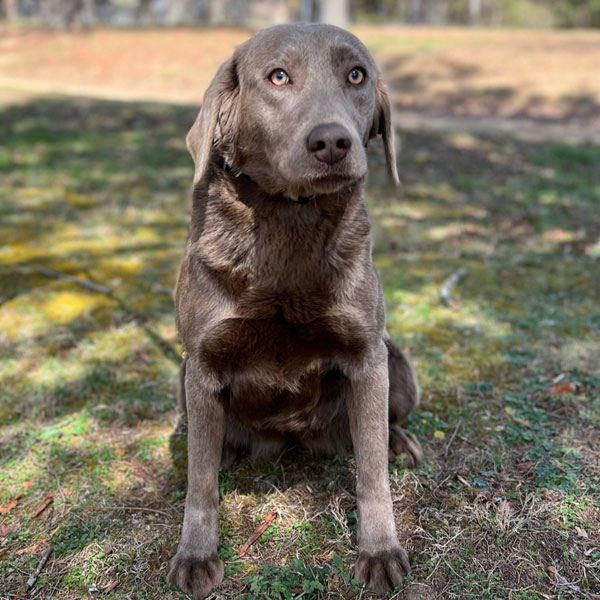 Labrador Retriever