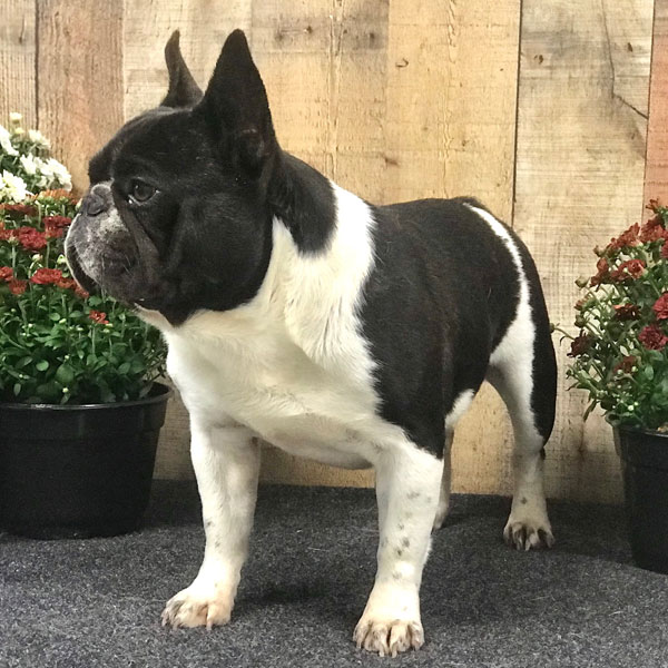 Mosby - AKC French Bulldog