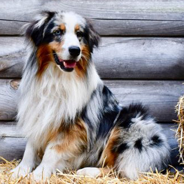 Ody - AKC Australian Shepherd