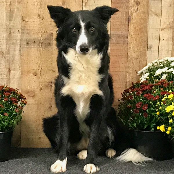 Paddy - AKC Border Collie