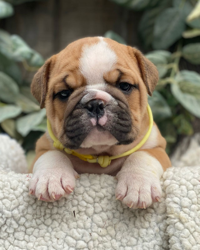 English Bulldog Puppies for sale by Kaigan Kennels in Virginia