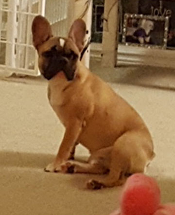 Kaigan Kennel French Bulldog Review