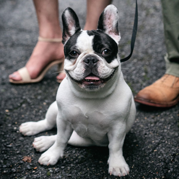 Kaigan Kennel Frenchie Review