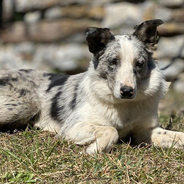 Sedona - AKC Border Collie