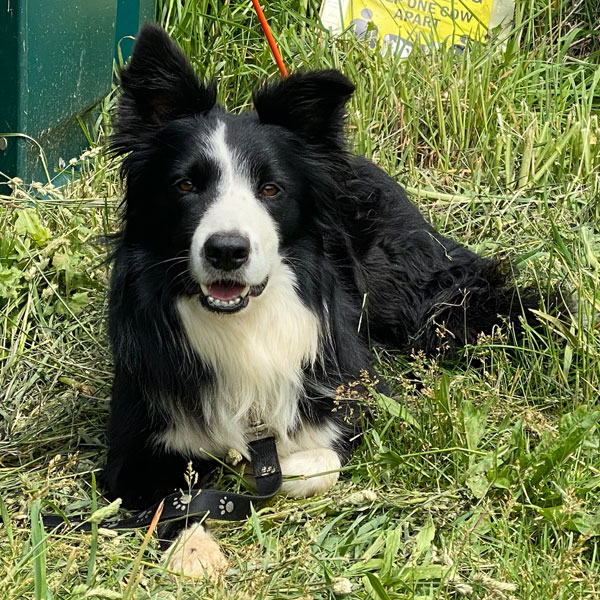 Sloan - AKC Border Collie