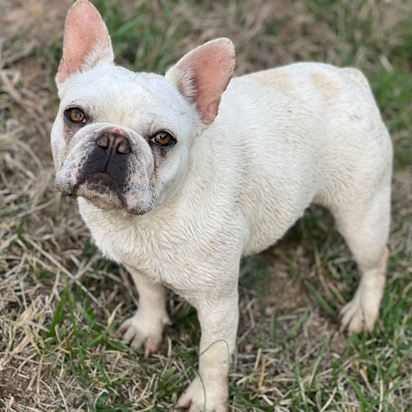 Splash - AKC French Bulldog