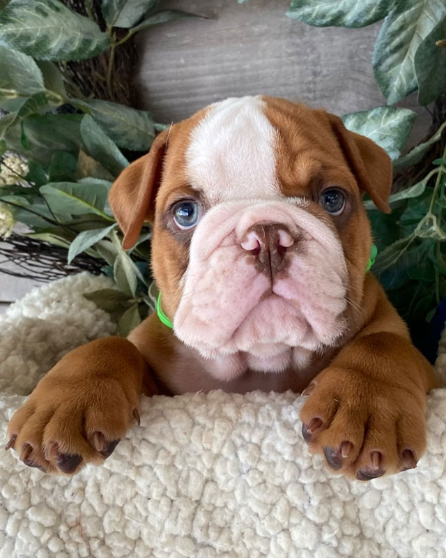 English Bulldog Puppies for sale by Kaigan Kennels in Virginia
