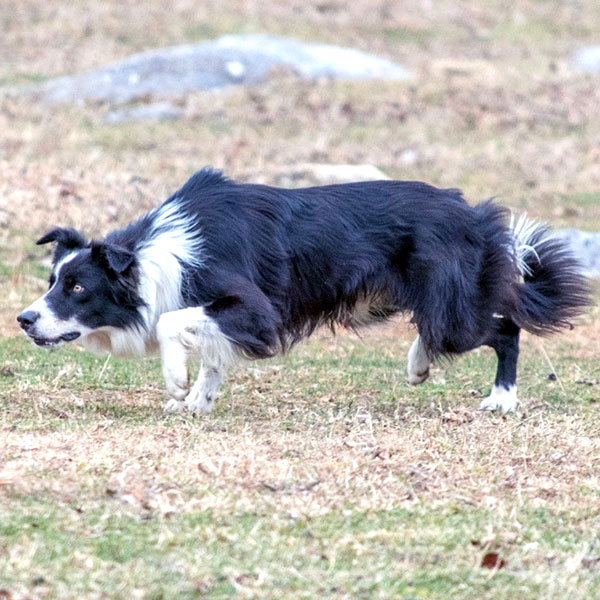 AKC Border Collie