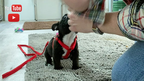 Leash Training at Kaigan Kennels