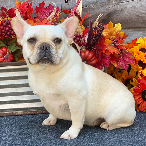 Trudie - AKC French Bulldog